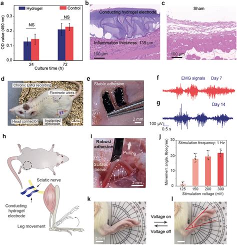 Cytotoxicity And Biocompatibility Of The Conducting Hydrogel Electrode