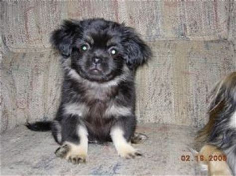 Tibetan Spaniel puppies for sale