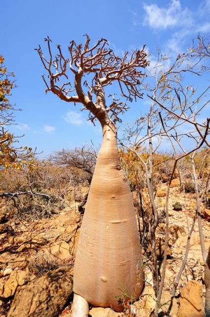 The Lost World Of Socotra One Of The Most Alien Looking Places On Earth The Vintage News