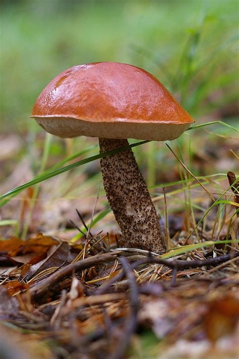 Red Cap Boletus Leccinum Aurantiacum Stuffed Mushrooms Mushroom