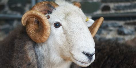 November On A Herdwick Farm: Tupping Season - The Herdy Company