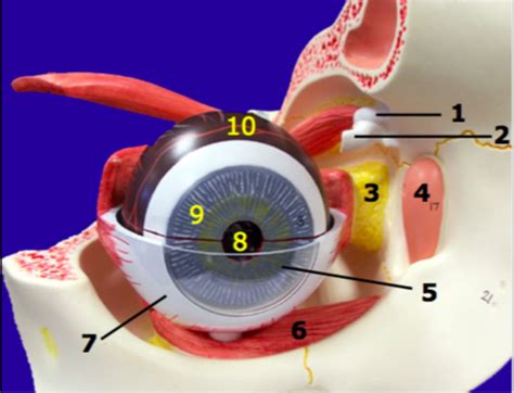 Eye In Orbit Model Diagram Quizlet