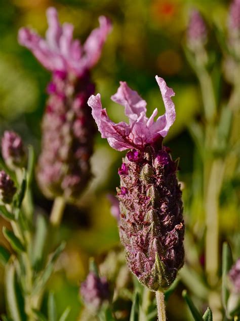 Kuif Lavendel French Lavender Franse Lavendel Vie Flickr