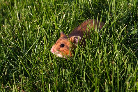 Ruedi S Fotoalbum Tiere Hamster Hamster 12