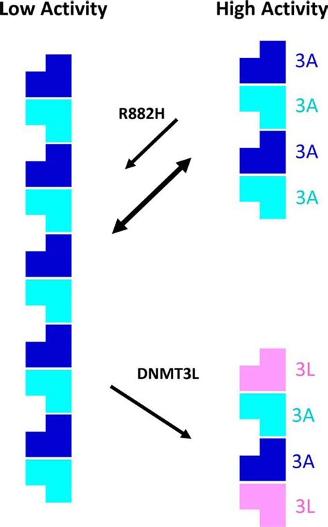 The R882h Dnmt3a Hot Spot Mutation Stabilizes The Formation Of Large