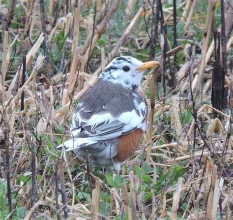 TYWKIWDBI ("Tai-Wiki-Widbee"): Piebald robin