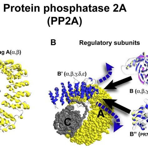 Ngf Signaling Cascades Ngf Activates The Trka Receptor By Forming