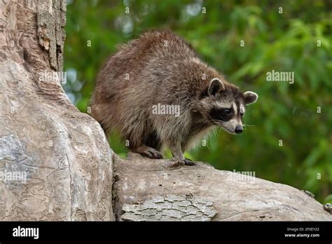 Raccoon Den Hi Res Stock Photography And Images Alamy