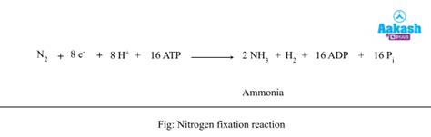 Nitrogen Cycle Diagram Nitrogen Fixation Nitrification And Ammonification Aesl