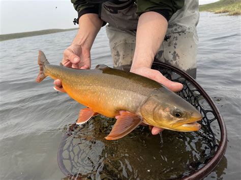 Arctic Char – Western Native Trout Initiative