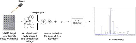 Frontiers MALDI TOF Mass Spectrometry An Emerging Technology For