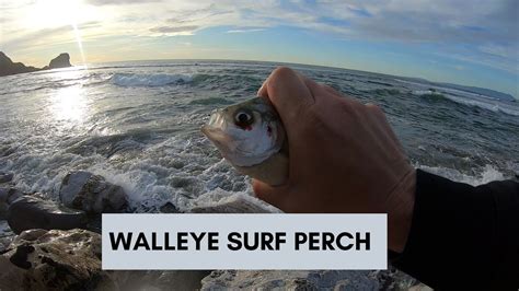 Surf Perch Fishing Rockaway Beach Youtube