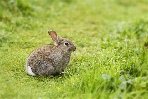 European Rabbit Oryctolagus Cuniculus Stock Image Image Of Ears