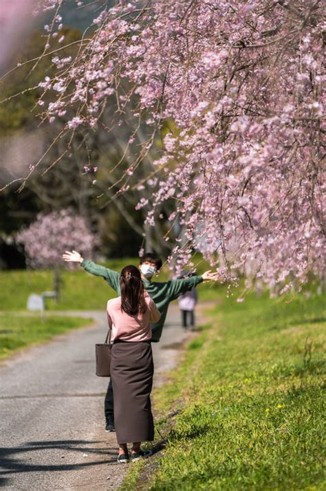 垂れ桜のもとで愛を叫ぶトシくんさん αcafe αの写真投稿サイト ｜ ソニー