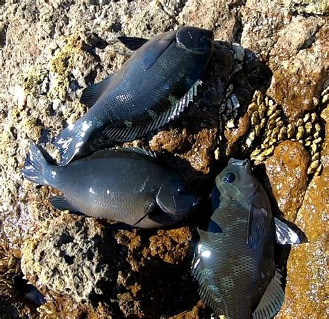 初日の出を浴びてヤル気満々の寒グレ釣行【串本大島】