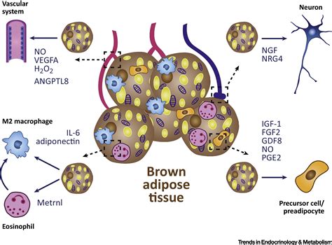 The Lives and Times of Brown Adipokines: Trends in Endocrinology ...