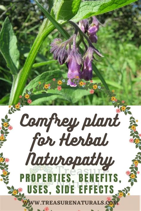 Comfrey Plant For Herbal Naturopathy Properties Benefits Uses Side