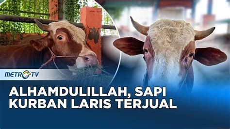 Berkah Idul Adha Penjualan Sapi Kurban Laris Manis YouTube