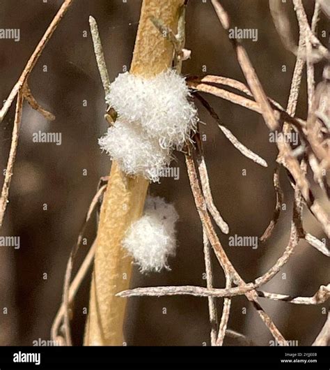 Sagebrush Woolly Stem Gall Midge Rhopalomyia Floccosa Stock Photo Alamy