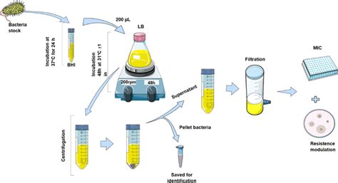 Methodology for supernatant production from microorganisms Collection... | Download Scientific ...