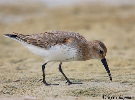 Curlew Sandpiper - Species Information and Photos