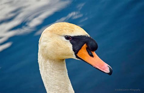 Male Mute Swan Portrait Portrait Of A Male Mute Swan Mute Swan