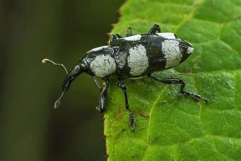 Weevil, beetle, black and white, Las Tangaras Bird Reserve (Photos ...