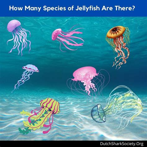 Types Of Jellyfish Chart