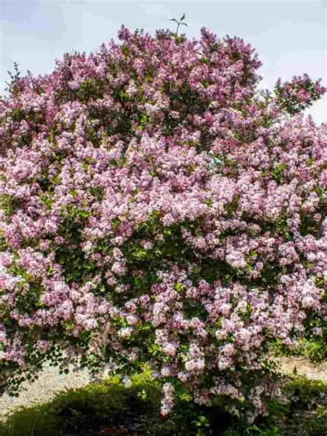 How to Grow and Care for a Lilac Tree (Complete Guide) - Planet Natural