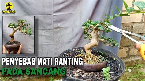 PERAWATAN BONSAI SANCANG MAME PRUNING GANTI MEDIA DAN PRESS AKAR