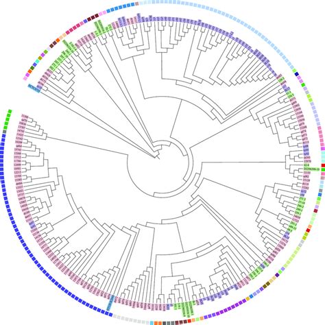 Phylogenetic Trees Of K Pneumoniae Isolates Based On Core Genome SNPs