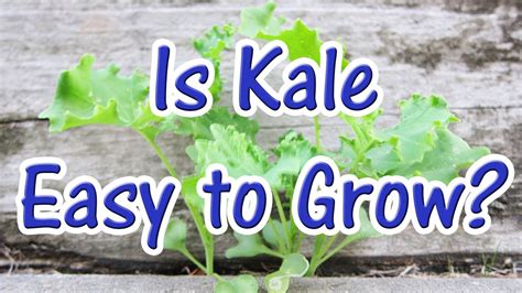 How Easy Is It Growing Kale From Seed How To Grow Kale At Home Youtube