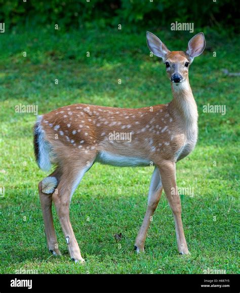 Whitetail Deer Fawn In Spots Staring At The Camera Stock Photo Alamy