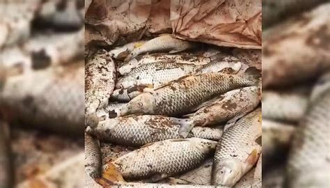 Moradores denunciam mortandade de peixes em rio da região Visão