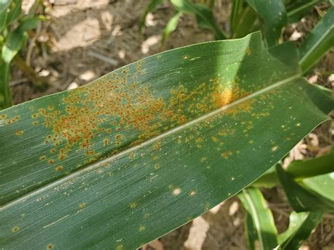 Southern Rust UT Crops Pest Guides