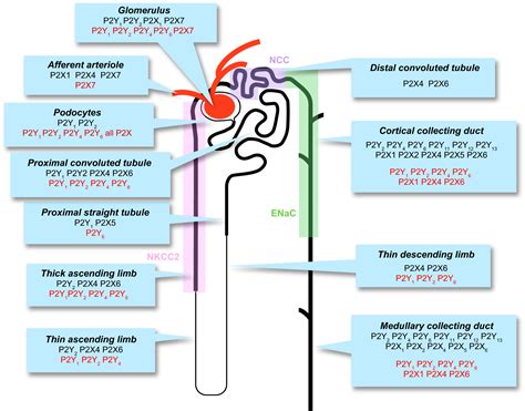 Extracellular Nucleotides And P2 Receptors In Renal Function