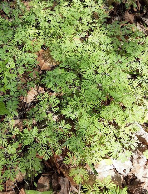 underfoot squirrel corn northcentral pennsylvania conservancy