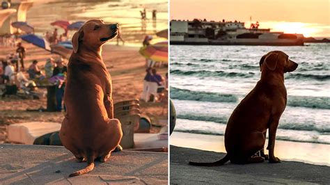 Perrito Sin Hogar Acude Todas Las Tardes A La Playa A Ver El Atardecer Algunos Creen Que Espera