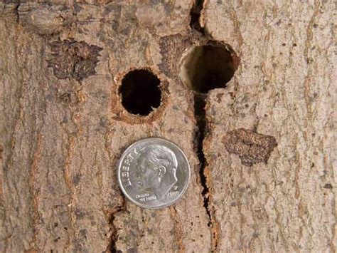 This Destructive Beetle Poses Big Threat To Michigan S Maple Trees Outdoorhub Beetle Maple