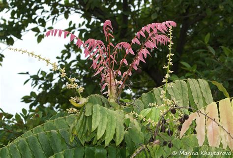 Trees Of Tropical Asia Lepisanthes Amoena