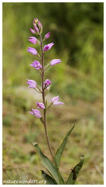 Cephalanthera Rubra L Rich 1817 Wonders At Our Feet