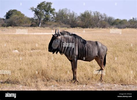 Wildebeest Gnu In Africa Savuti Maun Moremi Xakanaxa Stock Photo