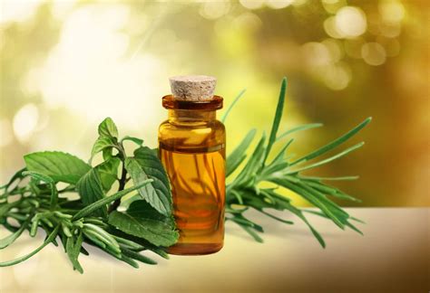 Tea Tree Oil Health Benefits And Uses Healthifyme