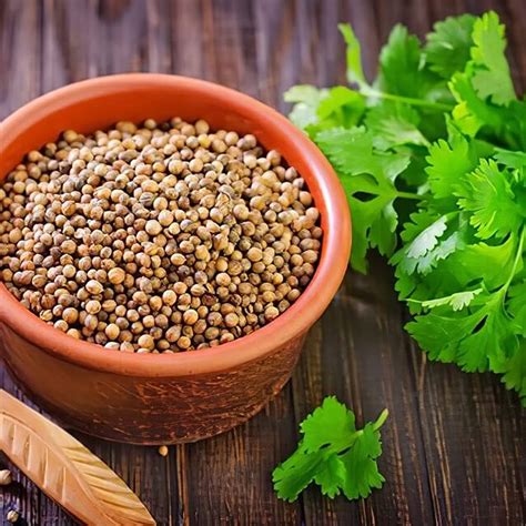 Coriander seeds – Perfarmers Global