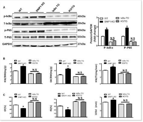 Overexpression Of IjBa S32A S36A Ameliorates The Pernicious Effects Of