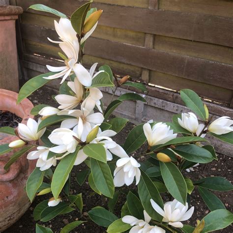 Michelia Fairy White Syn Magnolia Fairy White Michelia Fairy