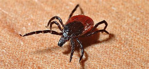 Be On Your Guard With Ticks In The Northwest Pointe Pest Control