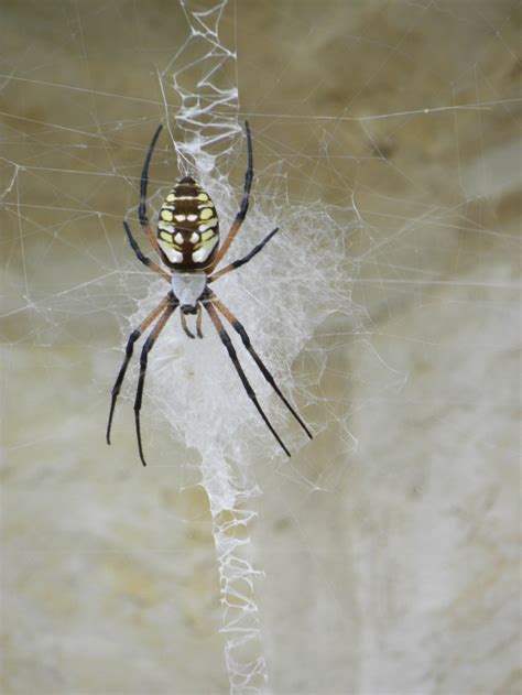 Dianes Texas Garden Yellow Garden Spider