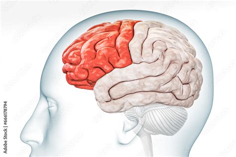 Cerebral Cortex Frontal Lobe In Red Color Profile View With Body