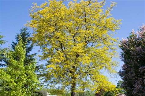 Sunburst Honeylocust - Grasshopper Gardens